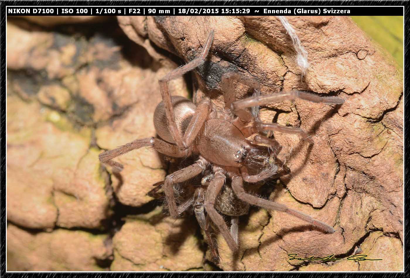 Drassodes sp. preda Pardosa sp. - Ennenda (Glarus), Svizzera